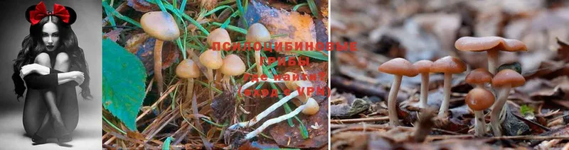 Галлюциногенные грибы MAGIC MUSHROOMS  закладка  даркнет телеграм  Каменка 